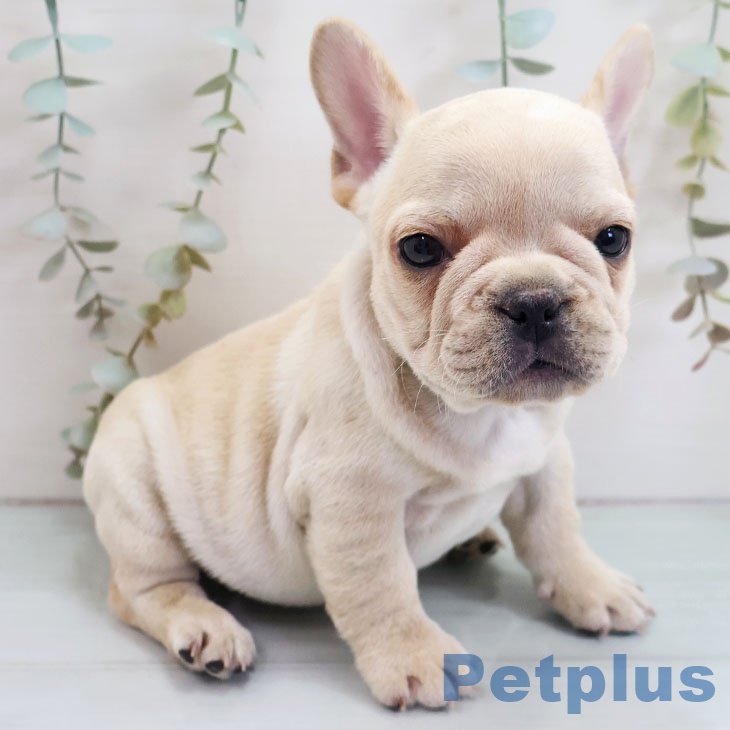 福岡県のフレンチブルドッグ (ペットプラス 八幡東店/2025年10月27日生まれ/男の子/クリーム)の子犬の2枚目の画像