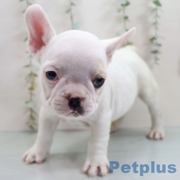 沖縄県のフレンチブルドッグ (ペットプラス 南風原店/2025年10月27日生まれ/女の子/クリーム)の子犬の1枚目の画像