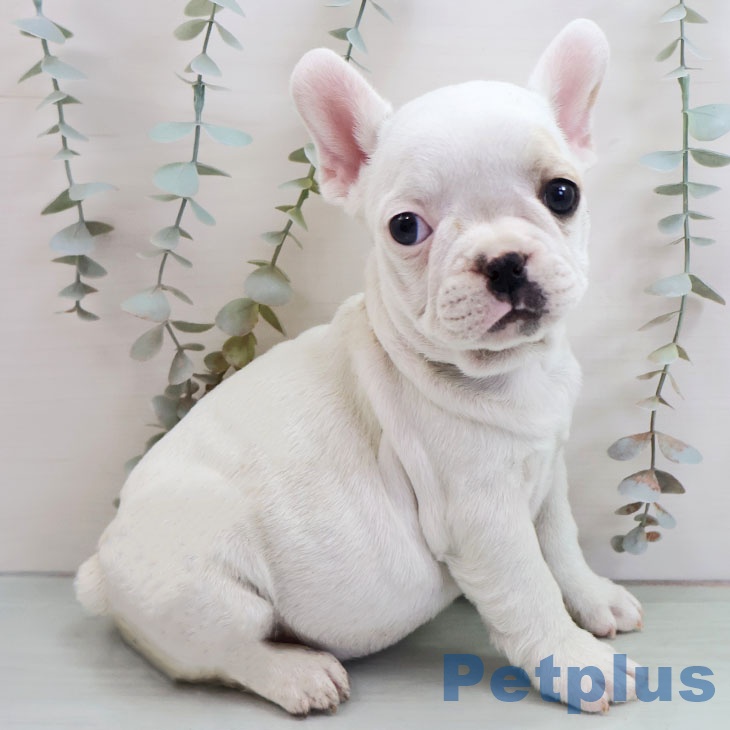 沖縄県のフレンチブルドッグ (ペットプラス 南風原店/2025年10月27日生まれ/女の子/クリーム)の子犬の2枚目の画像