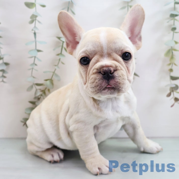 福岡県のフレンチブルドッグ (ペットプラス ららぽーと福岡店/2025年10月27日生まれ/女の子/クリーム)の子犬の1枚目の画像
