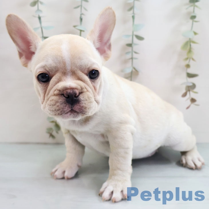 福岡県のフレンチブルドッグ (ペットプラス ららぽーと福岡店/2025年10月27日生まれ/女の子/クリーム)の子犬の2枚目の画像