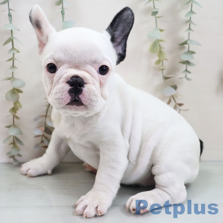 福岡県のフレンチブルドッグ (ペットプラス ららぽーと福岡店/2025年10月27日生まれ/女の子/パイド)の子犬