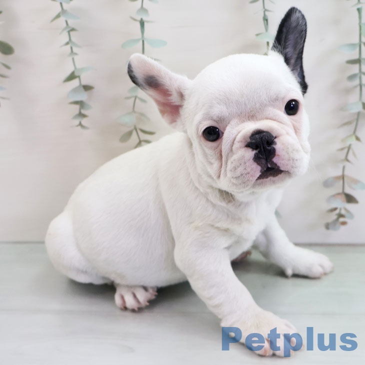 福岡県のフレンチブルドッグ (ペットプラス ららぽーと福岡店/2025年10月27日生まれ/女の子/パイド)の子犬の2枚目の画像