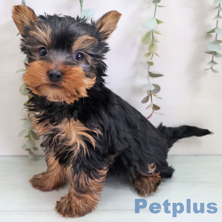 熊本県のヨークシャーテリア (ペットプラス 熊本店/2025年11月2日生まれ/男の子/スチールブルータン)の子犬の2枚目の画像