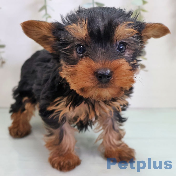 福岡県のヨークシャーテリア (ペットプラス 香椎浜店/2025年11月2日生まれ/男の子/スチールブルータン)の子犬の1枚目の画像