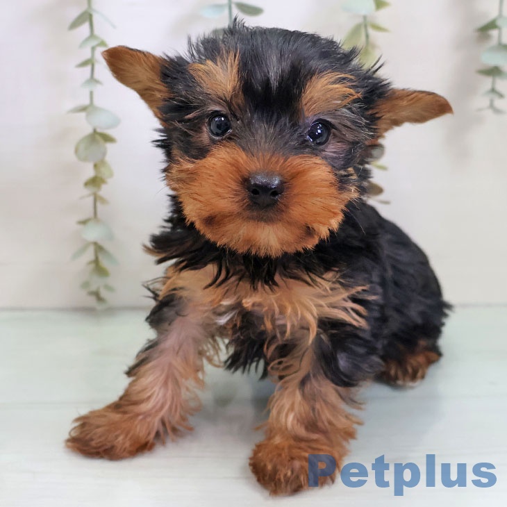 福岡県のヨークシャーテリア (ペットプラス 香椎浜店/2025年11月2日生まれ/男の子/スチールブルータン)の子犬の2枚目の画像