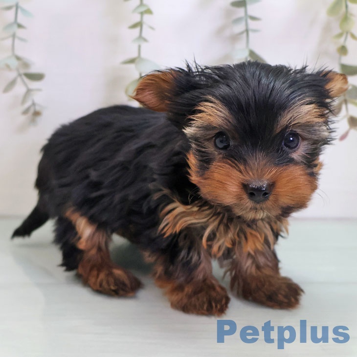 福岡県のヨークシャーテリア (ペットプラス ららぽーと福岡店/2025年11月2日生まれ/男の子/スチールブルータン)の子犬の1枚目の画像