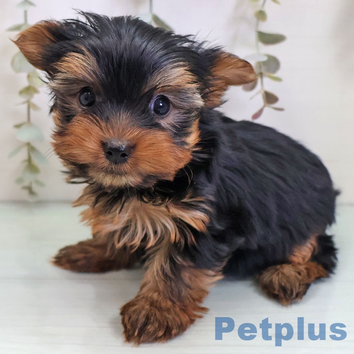 福岡県のヨークシャーテリア (ペットプラス ららぽーと福岡店/2025年11月2日生まれ/男の子/スチールブルータン)の子犬の2枚目の画像