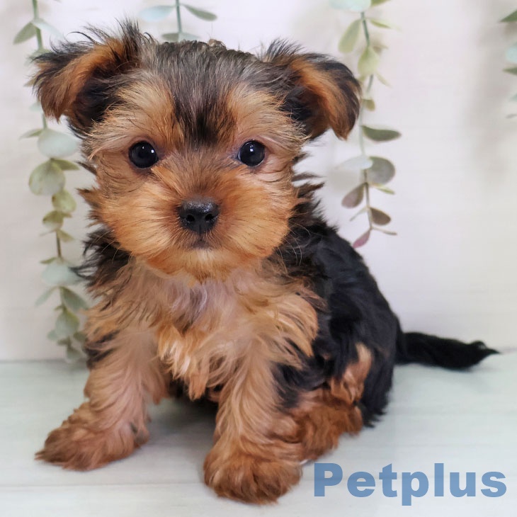 福岡県のヨークシャーテリア (ペットプラス 黒崎店/2025年11月2日生まれ/男の子/スチールブルータン)の子犬の1枚目の画像