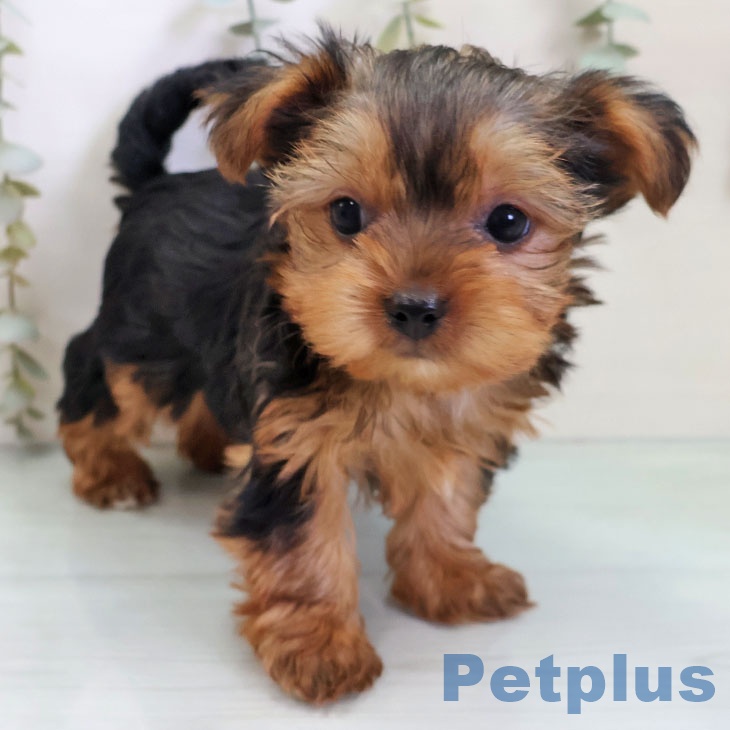 福岡県のヨークシャーテリア (ペットプラス 黒崎店/2025年11月2日生まれ/男の子/スチールブルータン)の子犬の2枚目の画像