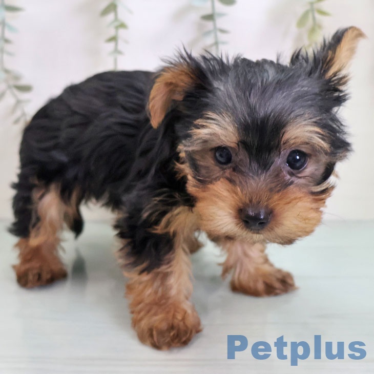 福岡県のヨークシャーテリア (ペットプラス 小倉南店/2025年11月2日生まれ/男の子/スチールブルータン)の子犬の1枚目の画像