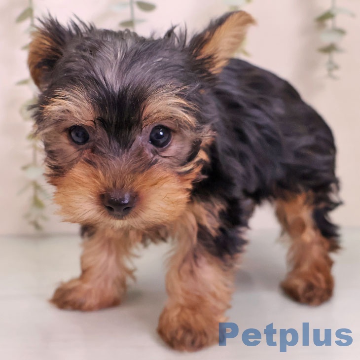 福岡県のヨークシャーテリア (ペットプラス 小倉南店/2025年11月2日生まれ/男の子/スチールブルータン)の子犬の2枚目の画像