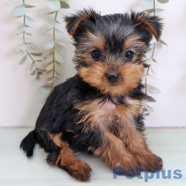 福岡県のヨークシャーテリア (ペットプラス ららぽーと福岡店/2025年11月2日生まれ/女の子/スチールブルータン)の子犬の1枚目の画像