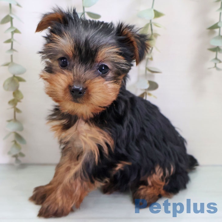 福岡県のヨークシャーテリア (ペットプラス ららぽーと福岡店/2025年11月2日生まれ/女の子/スチールブルータン)の子犬の2枚目の画像