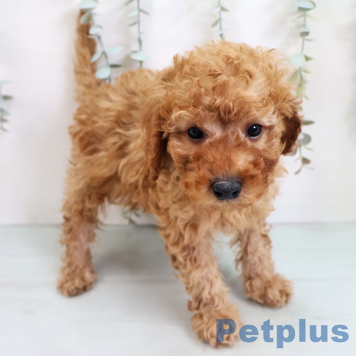 福岡県のトイプードル(トイ) (ペットプラス 小倉南店/2025年11月1日生まれ/男の子/アプリコット)の子犬の2枚目の画像