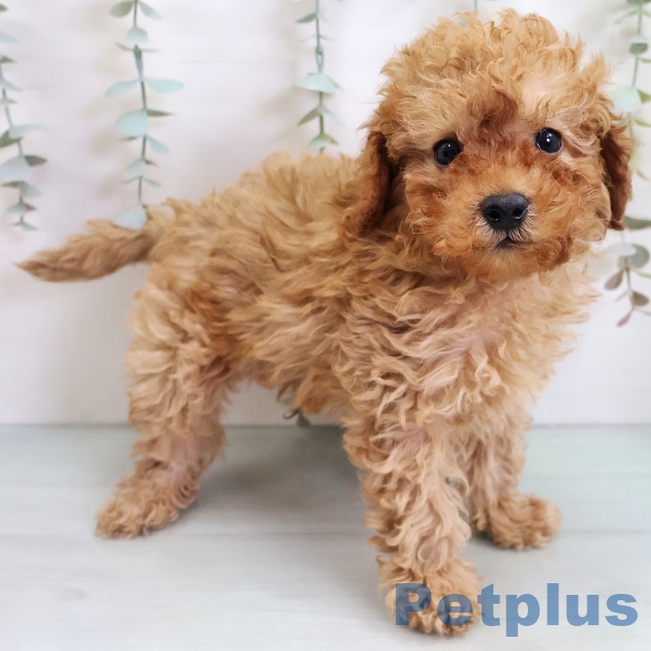 福岡県のトイプードル(トイ) (ペットプラス 黒崎店/2025年11月1日生まれ/男の子/アプリコット)の子犬の1枚目の画像