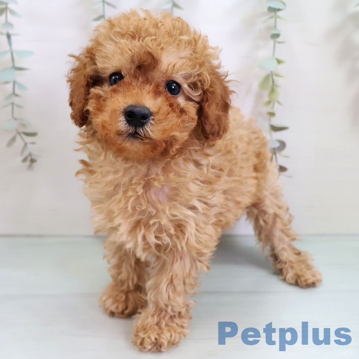福岡県のトイプードル(トイ) (ペットプラス 黒崎店/2025年11月1日生まれ/男の子/アプリコット)の子犬の2枚目の画像