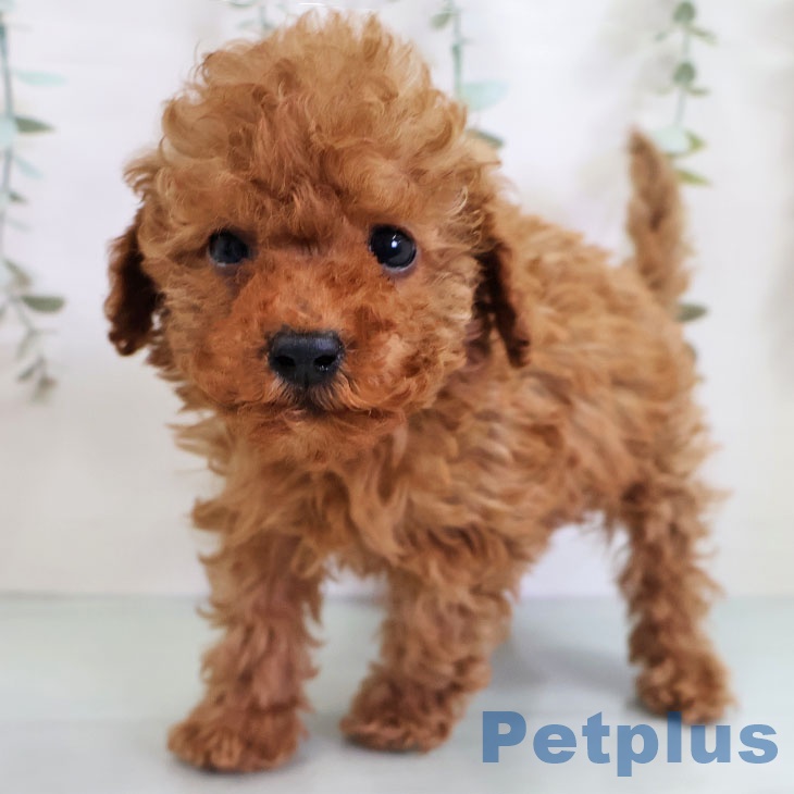 福岡県のトイプードル(トイ) (ペットプラス 八幡東店/2025年11月1日生まれ/男の子/アプリコット)の子犬の1枚目の画像