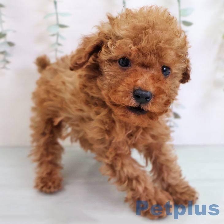 福岡県のトイプードル(トイ) (ペットプラス 八幡東店/2025年11月1日生まれ/男の子/アプリコット)の子犬の2枚目の画像