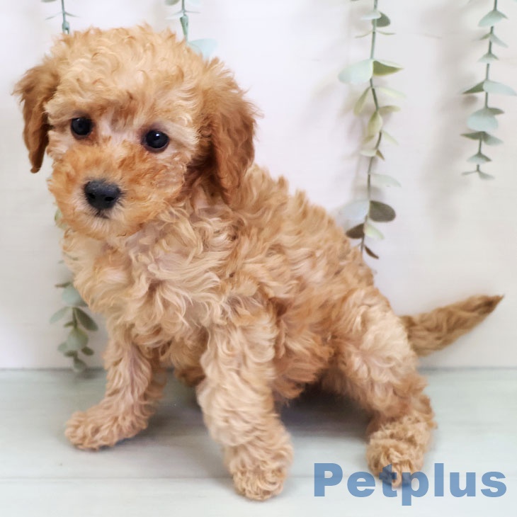 福岡県のトイプードル(トイ) (ペットプラス 福岡店/2025年11月1日生まれ/女の子/アプリコット)の子犬の2枚目の画像