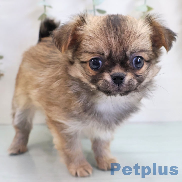 福岡県のチワワ(ロング) (ペットプラス 福岡店/2025年11月3日生まれ/男の子/フォーン)の子犬の1枚目の画像