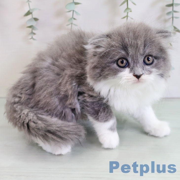 鹿児島県のスコティッシュフォールド (ペットプラス 姶良店/2025年11月2日生まれ/男の子/ブルータビーホワイト)の子猫の2枚目の画像
