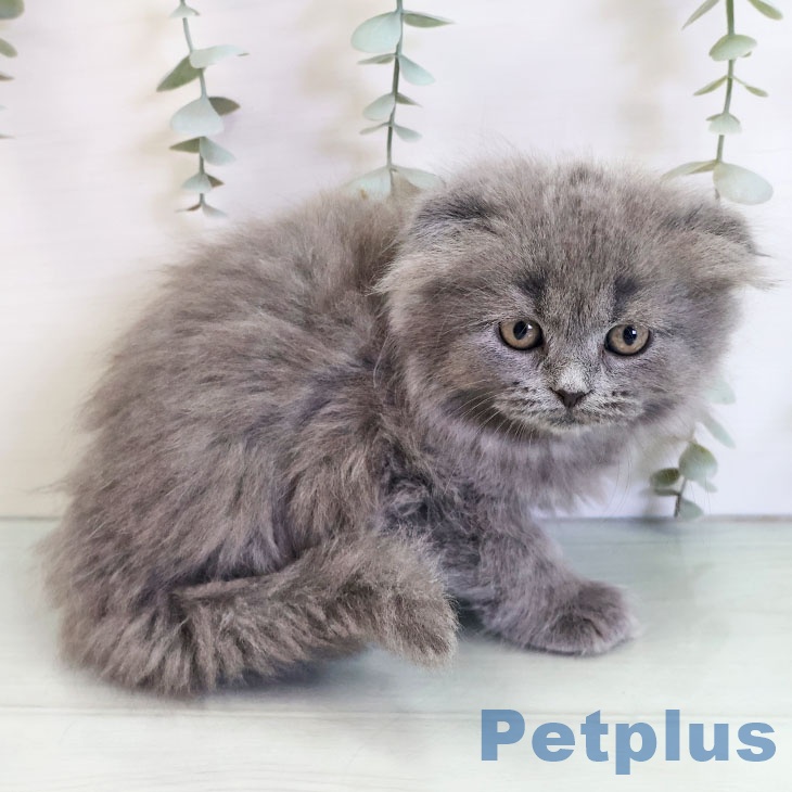 福岡県のスコティッシュフォールド (ペットプラス 小倉南店/2025年11月2日生まれ/女の子/ブルータビー)の子猫の1枚目の画像