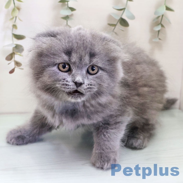 福岡県のスコティッシュフォールド (ペットプラス 小倉南店/2025年11月2日生まれ/女の子/ブルータビー)の子猫の2枚目の画像