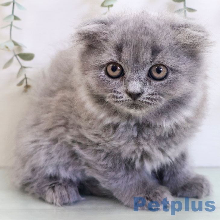 福岡県のスコティッシュフォールド (ペットプラス 香椎浜店/2025年11月2日生まれ/女の子/ブルータビー)の子猫の1枚目の画像