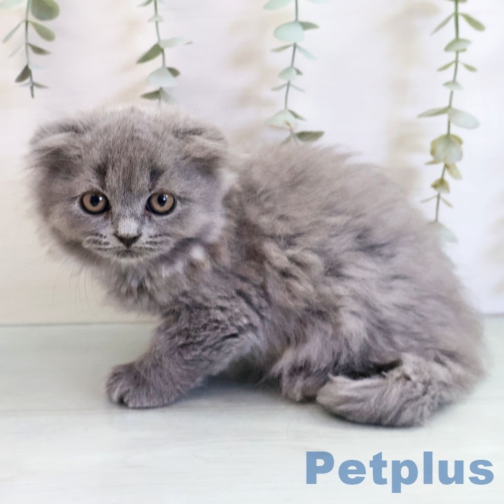 福岡県のスコティッシュフォールド (ペットプラス 香椎浜店/2025年11月2日生まれ/女の子/ブルータビー)の子猫の2枚目の画像