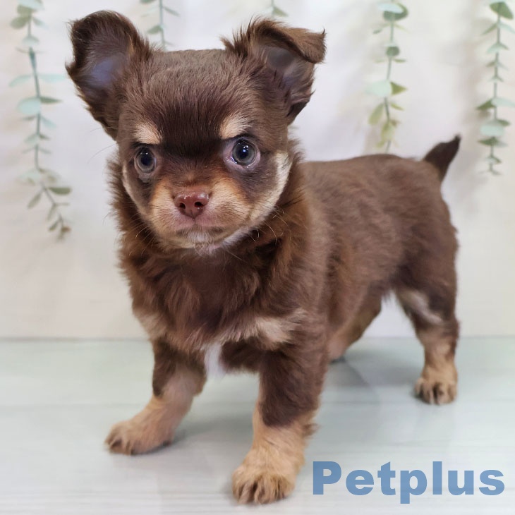 福岡県のチワワ(ロング) (ペットプラス 小倉南店/2025年11月2日生まれ/男の子/チョコレートタン)の子犬の1枚目の画像