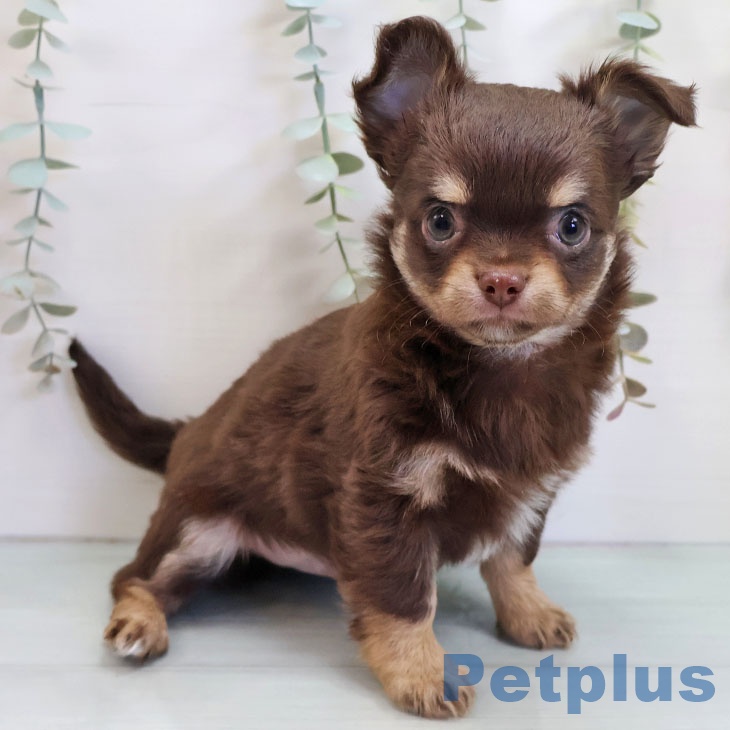 福岡県のチワワ(ロング) (ペットプラス 小倉南店/2025年11月2日生まれ/男の子/チョコレートタン)の子犬の2枚目の画像