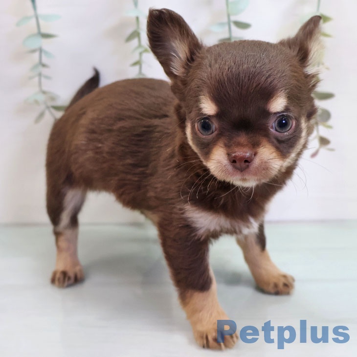 福岡県のチワワ(ロング) (ペットプラス 福岡伊都店/2025年11月2日生まれ/男の子/チョコレートタン)の子犬の1枚目の画像