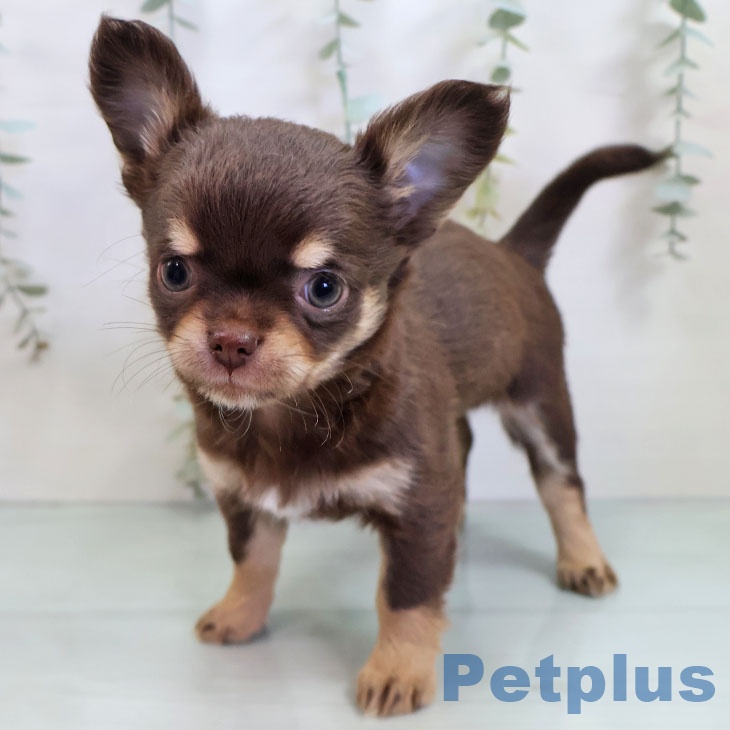 福岡県のチワワ(ロング) (ペットプラス 福岡伊都店/2025年11月2日生まれ/男の子/チョコレートタン)の子犬の2枚目の画像