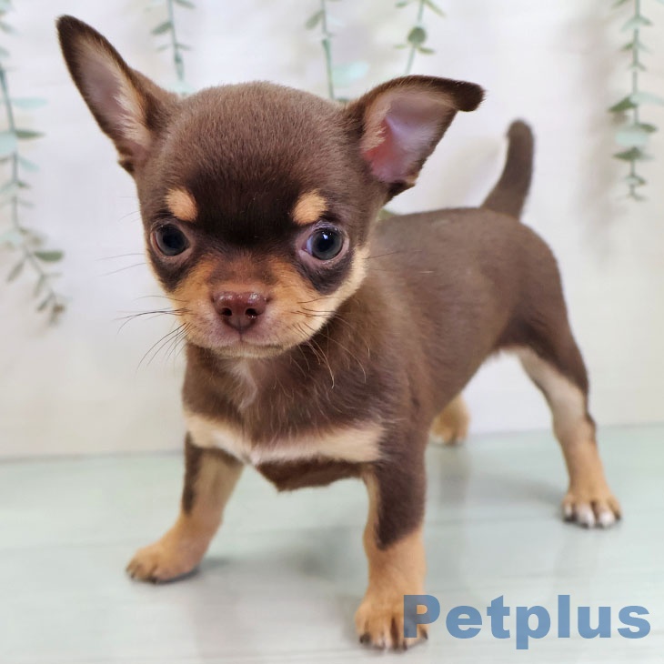 沖縄県のチワワ(ロング) (ペットプラス 沖縄ライカム店/2025年11月2日生まれ/男の子/チョコレートタン)の子犬の1枚目の画像