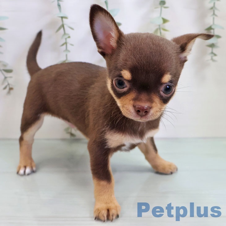 沖縄県のチワワ(ロング) (ペットプラス 沖縄ライカム店/2025年11月2日生まれ/男の子/チョコレートタン)の子犬の2枚目の画像