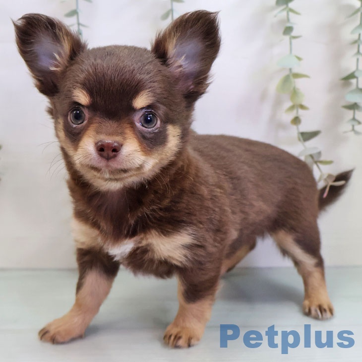 福岡県のチワワ(ロング) (ペットプラス 黒崎店/2025年11月2日生まれ/女の子/チョコレートタン)の子犬の1枚目の画像