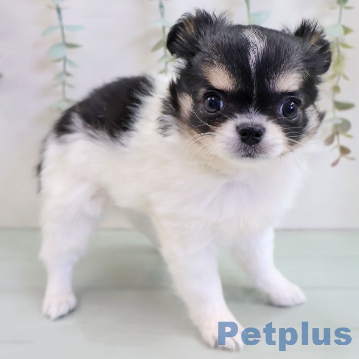 福岡県のチワワ(ロング) (ペットプラス 福岡伊都店/2025年11月1日生まれ/女の子/ホワイトブラックタン)の子犬の1枚目の画像