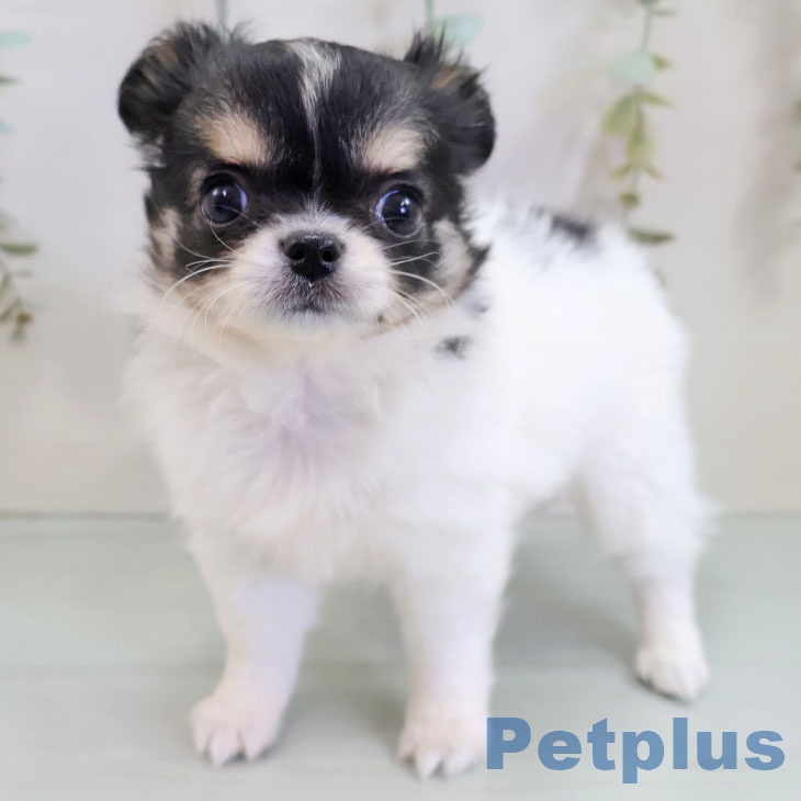 福岡県のチワワ(ロング) (ペットプラス 福岡伊都店/2025年11月1日生まれ/女の子/ホワイトブラックタン)の子犬の2枚目の画像