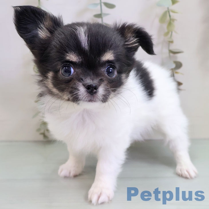 福岡県のチワワ(ロング) (ペットプラス 春日店/2025年11月1日生まれ/女の子/ホワイトブラックタン)の子犬の1枚目の画像