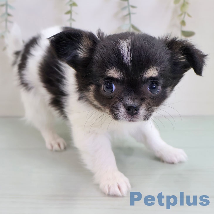 福岡県のチワワ(ロング) (ペットプラス 春日店/2025年11月1日生まれ/女の子/ホワイトブラックタン)の子犬の2枚目の画像