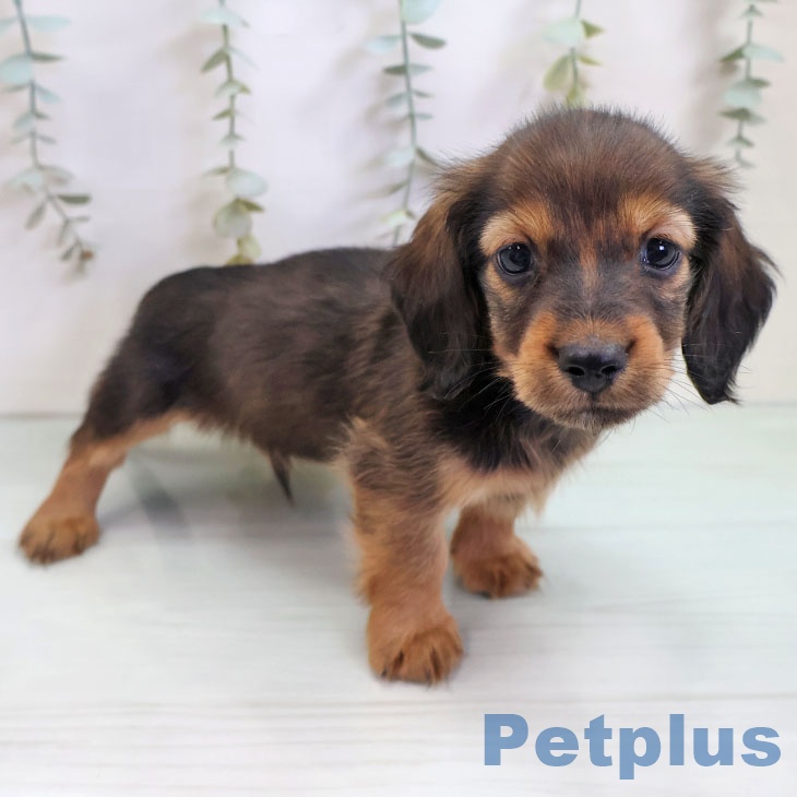 沖縄県のミニチュアダックスフンド(ロング) (ペットプラス 沖縄ライカム店/2025年10月30日生まれ/男の子/シェーデットレッド)の子犬の1枚目の画像