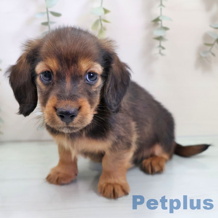 沖縄県のミニチュアダックスフンド(ロング) (ペットプラス 沖縄ライカム店/2025年10月30日生まれ/男の子/シェーデットレッド)の子犬の2枚目の画像