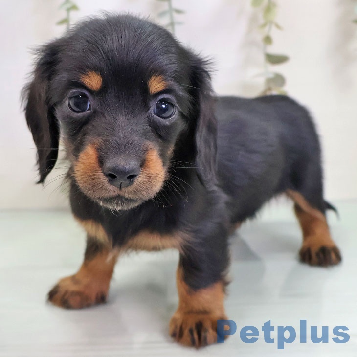 福岡県のミニチュアダックスフンド(ロング) (ペットプラス 香椎浜店/2025年10月30日生まれ/女の子/ブラックタン)の子犬の1枚目の画像