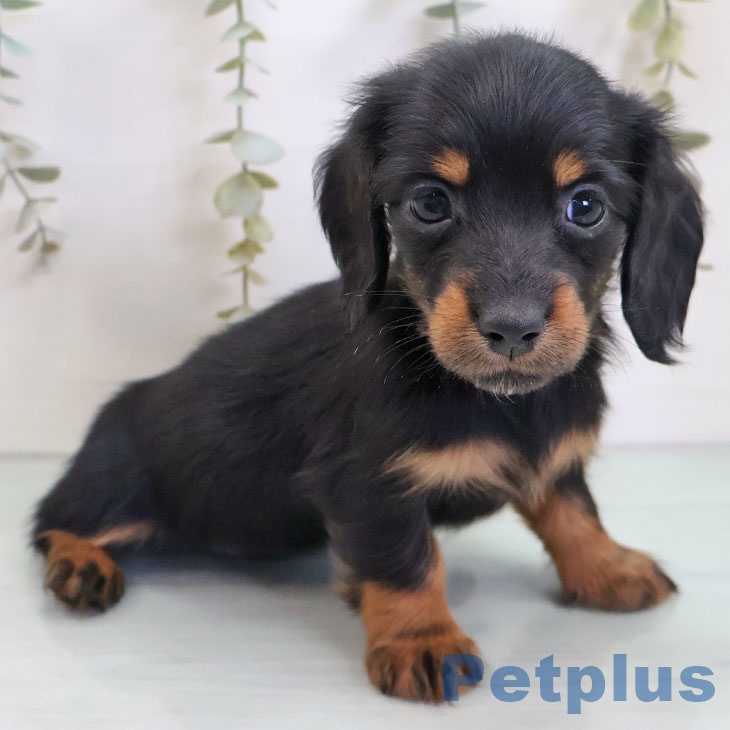 福岡県のミニチュアダックスフンド(ロング) (ペットプラス 香椎浜店/2025年10月30日生まれ/女の子/ブラックタン)の子犬の2枚目の画像