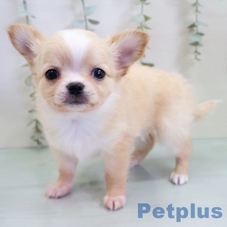 沖縄県のチワワ(ロング) (ペットプラス 南風原店/2025年10月30日生まれ/男の子/クリームホワイト)の子犬の1枚目の画像