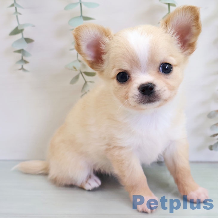 沖縄県のチワワ(ロング) (ペットプラス 南風原店/2025年10月30日生まれ/男の子/クリームホワイト)の子犬の2枚目の画像