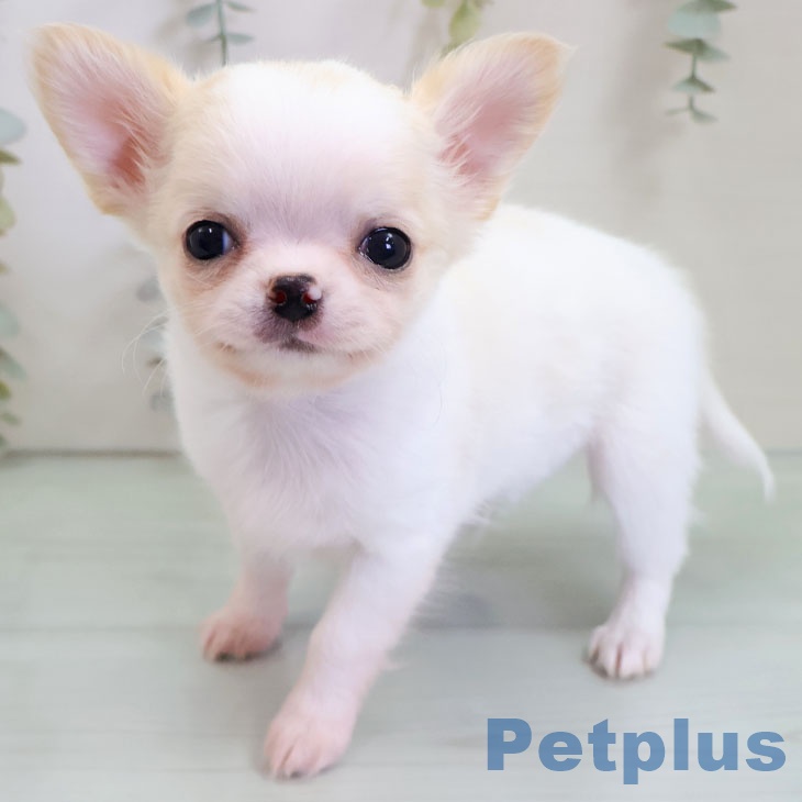 福岡県のチワワ(ロング) (ペットプラス MARK IS 福岡ももち店/2025年10月30日生まれ/男の子/ホワイトクリーム)の子犬の1枚目の画像