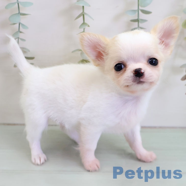 福岡県のチワワ(ロング) (ペットプラス MARK IS 福岡ももち店/2025年10月30日生まれ/男の子/ホワイトクリーム)の子犬の2枚目の画像