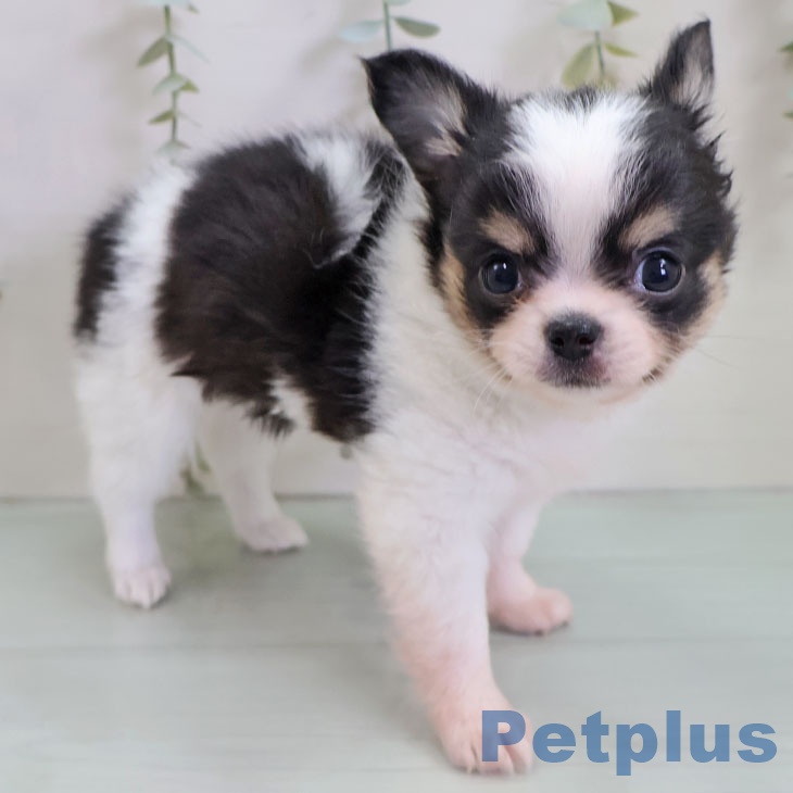 福岡県のチワワ(ロング) (ペットプラス 小倉南店/2025年10月30日生まれ/女の子/ブラックタンホワイト)の子犬の1枚目の画像